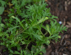 Perofascia lepidii