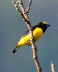 Euphonia