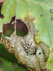 Strophosoma capitatum