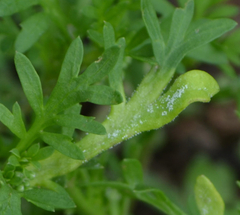 Perofascia lepidii