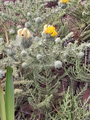 Aspalathus chenopoda