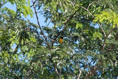 Euphonia affinis