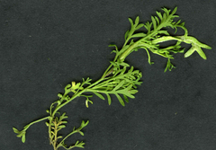 Perofascia lepidii
