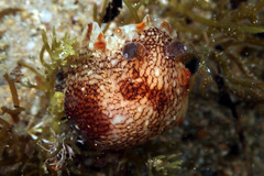 Aphelodoris lawsae