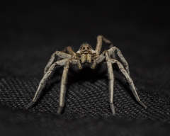 Lycosinae