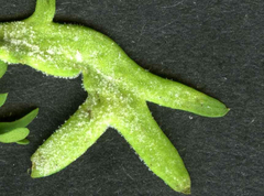 Perofascia lepidii