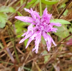Centaurea jacea