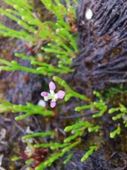Stylidium despectum