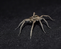 Lycosinae
