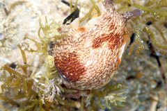 Aphelodoris lawsae