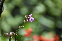 Phaseolus filiformis