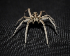Lycosinae