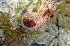 Aphelodoris lawsae