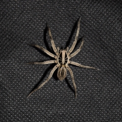Lycosinae