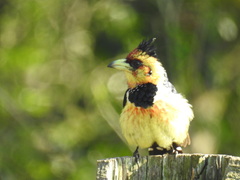 Trachyphonus vaillantii