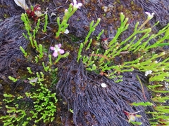 Stylidium despectum