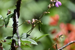 Phaseolus filiformis