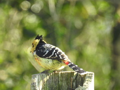 Trachyphonus vaillantii