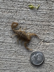 Centruroides sculpturatus