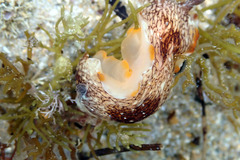 Aphelodoris lawsae