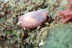 Goniobranchus epicurius