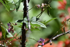 Phaseolus filiformis