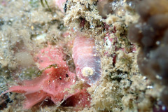 Goniobranchus epicurius