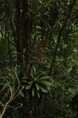 Vriesea philippocoburgi