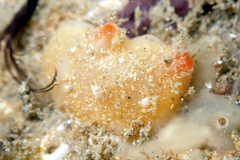 Pyuridae