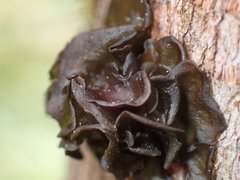 Scytinium polycarpum