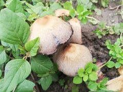 Coprinellus
