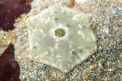 Meridiastra occidens