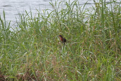 Leistes militaris