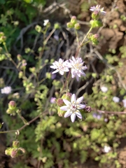 Moscharia pinnatifida