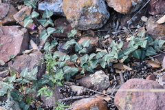 Phaseolus filiformis