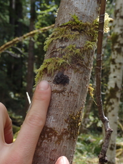 Scytinium polycarpum