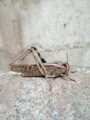 Locusta migratoria cinerascens