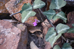 Phaseolus filiformis