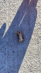 Agrotis venerabilis