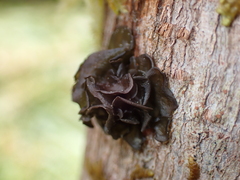 Scytinium polycarpum