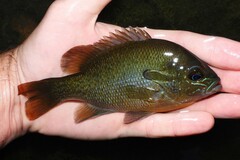 Lepomis auritus