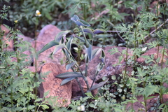 Tradescantia pallida