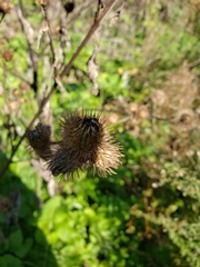 Arctium minus