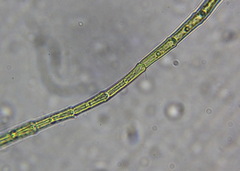 Chlorophyta