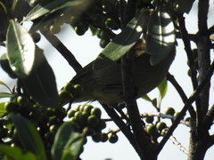 Andropadus importunus