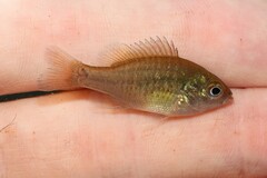 Lepomis auritus