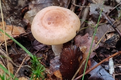 Lactarius chrysorrheus