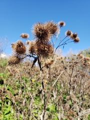 Arctium minus
