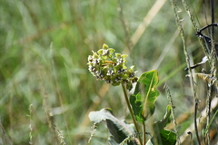Asclepias elata
