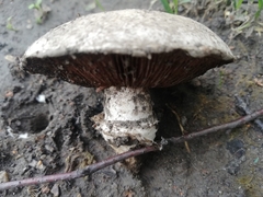 Agaricus bitorquis